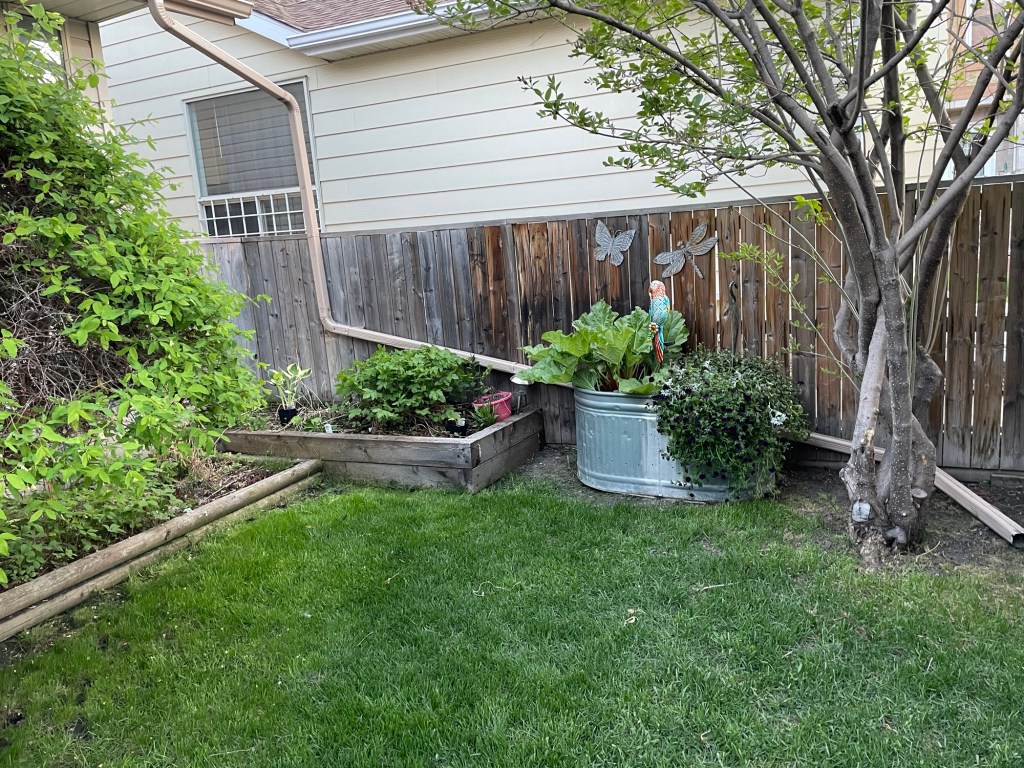 Let’s talk rhubarb!