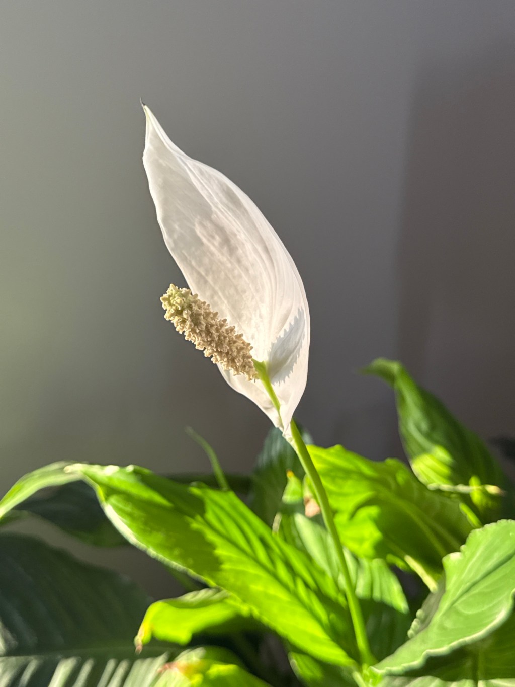 Brighten up your indoors: Easy flowering plants for your&nbsp;home