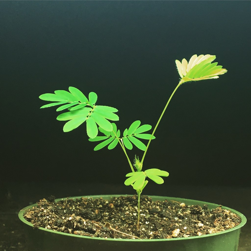 Troubleshooting Common Seed-Starting&nbsp;Problems