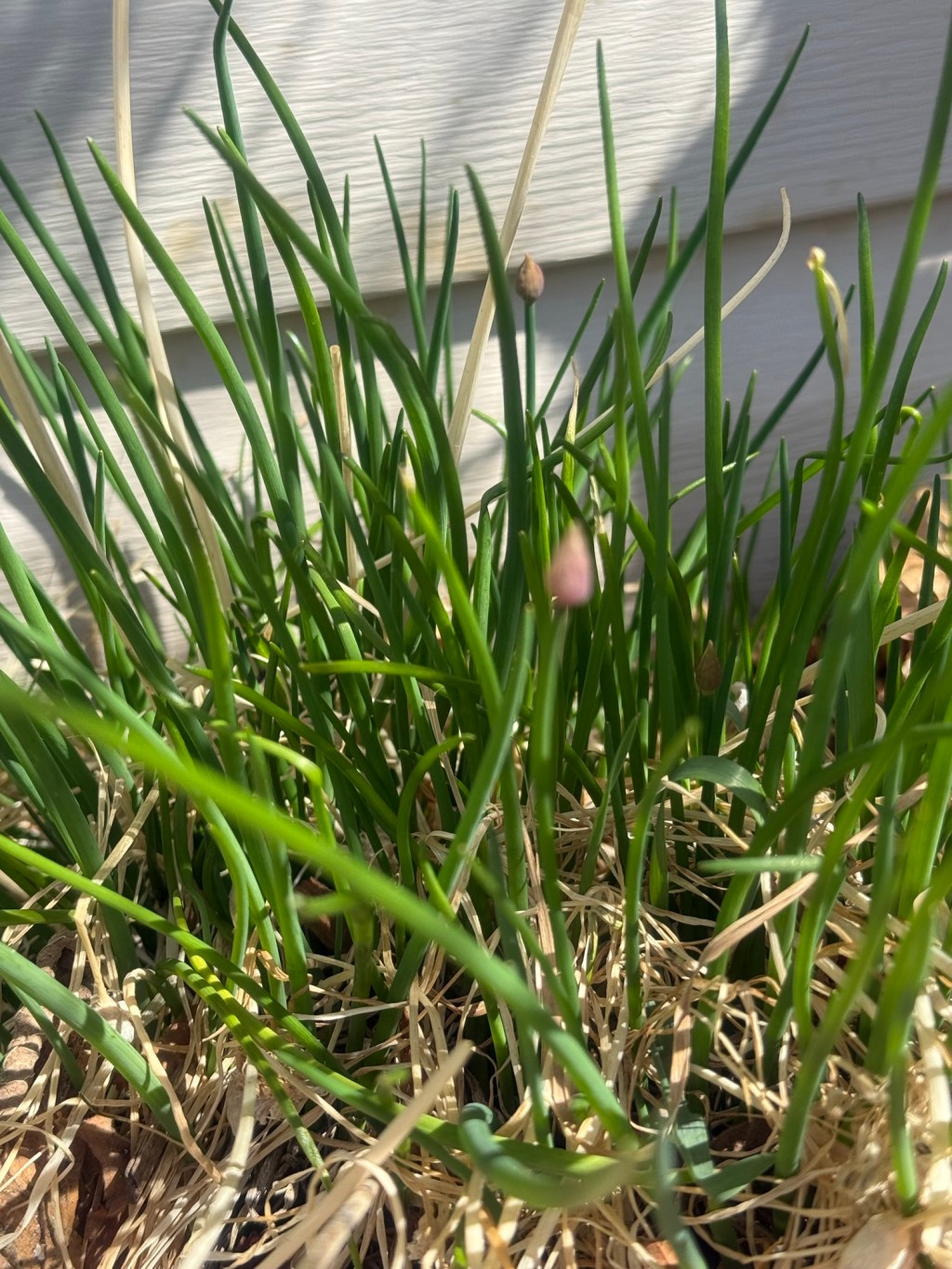 It’s Early Spring here in Calgary! What to Watch For and Why I’m Not&nbsp;Rushing.