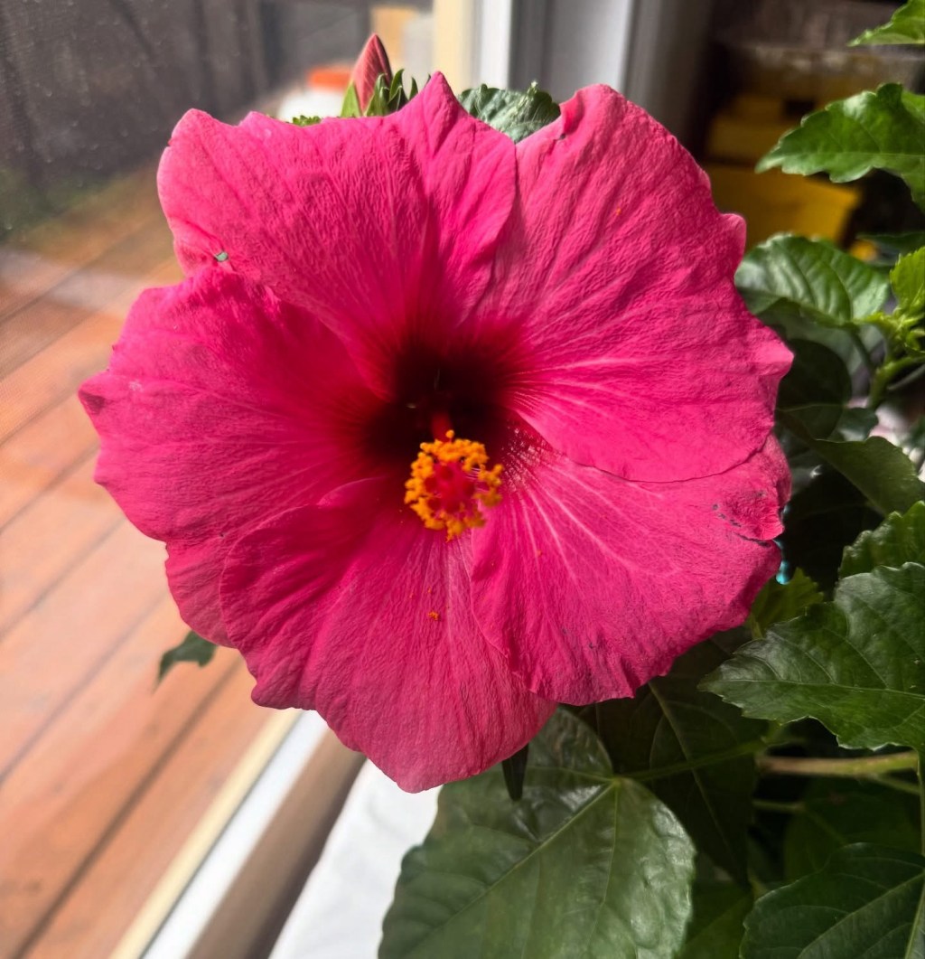 Know Your Limit & Garden Within&nbsp;It!